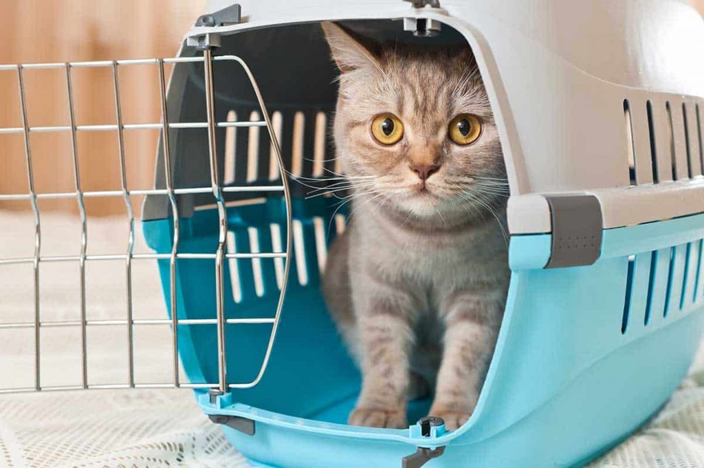 Cat In Carrier