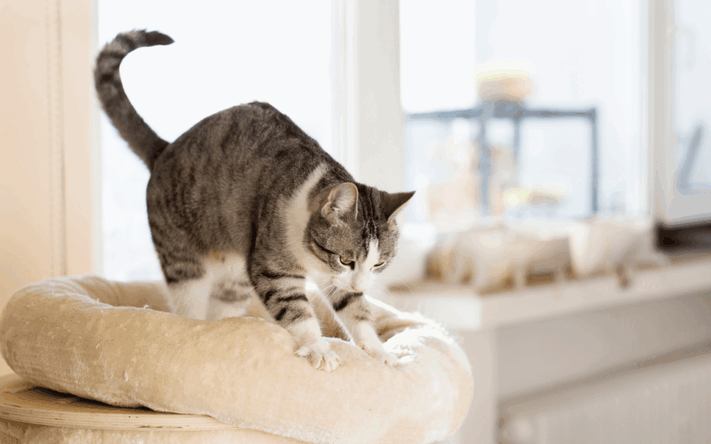 Why Do Cats Knead? 1 cat kneading
