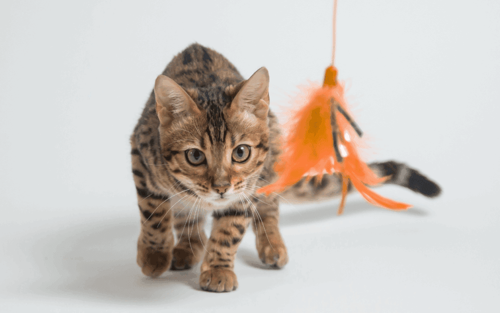 Is Your Cat Anxious? How to Spot Feline Stress – and What to Do About It 2 cat playing reducing stress