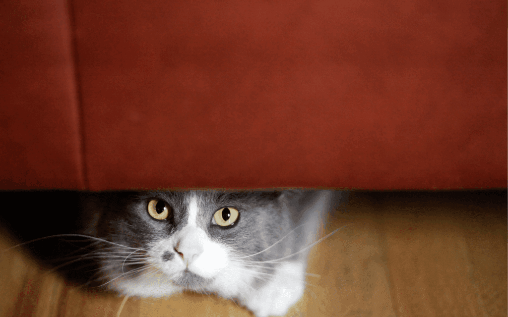 Is Your Cat Anxious? How to Spot Feline Stress – and What to Do About It 1 stressed cat hiding