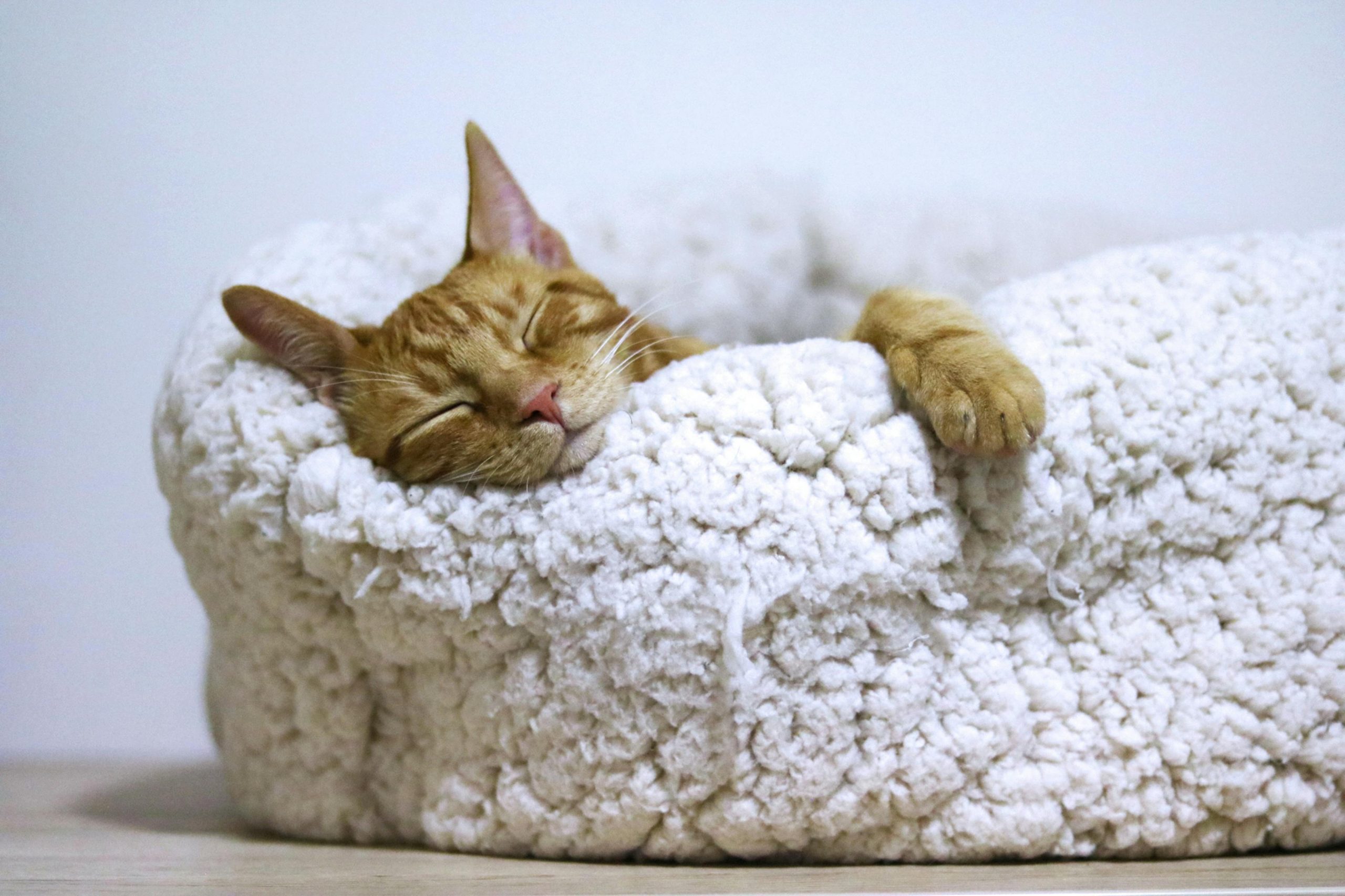 cosy cat bed