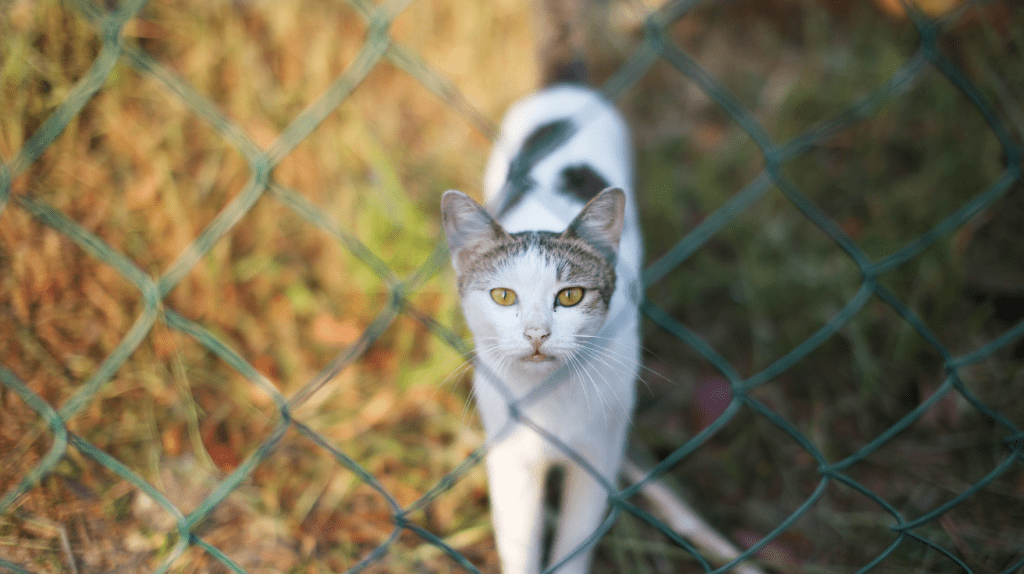 cat fence