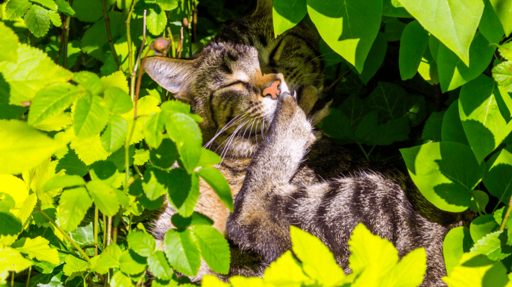 cat in garden hedge