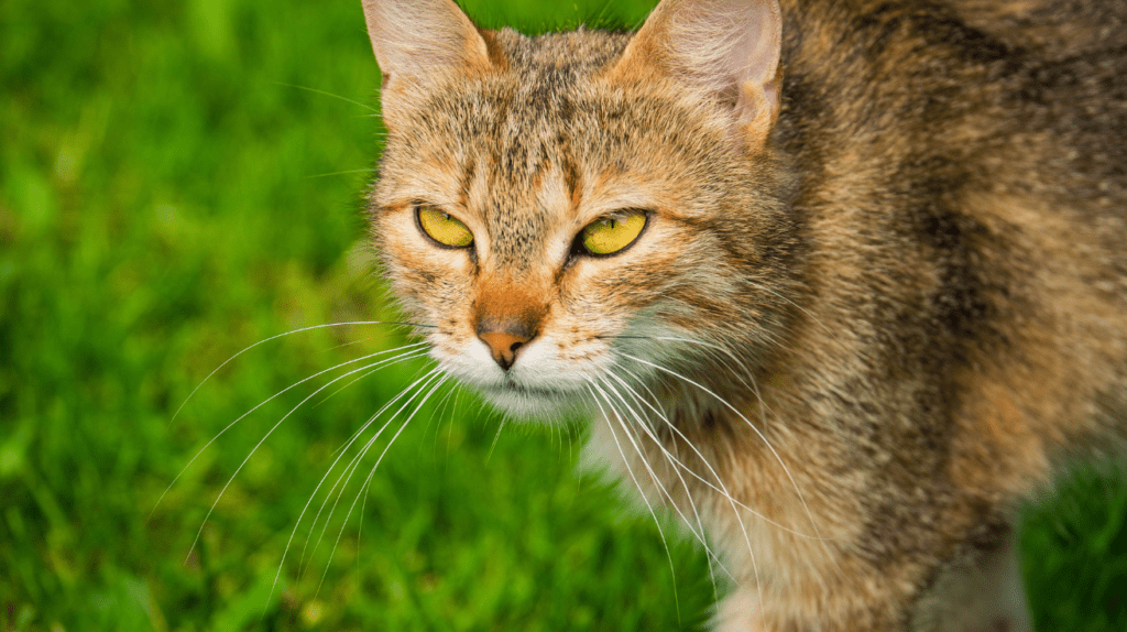 Cats & Rabbits? Can They Live Together Or Will The Cat Eat It 1 cat hunting rabbit