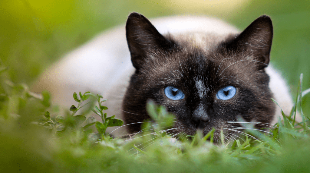 Cats & Rabbits? Can They Live Together Or Will The Cat Eat It 2 cat hunting 2