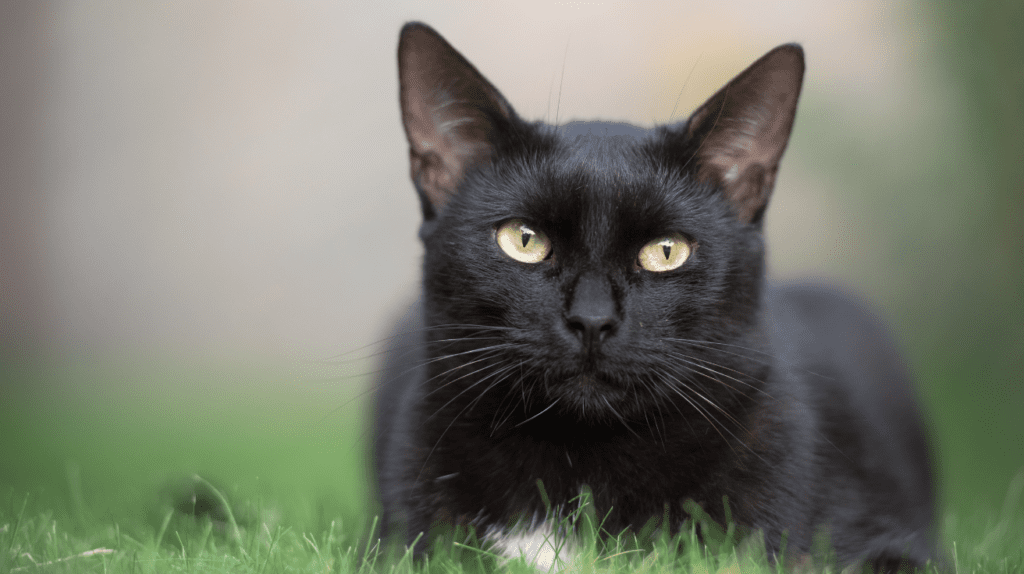 How Do Cats Show Love? 15 Affectionate Signs 7 cat loafing
