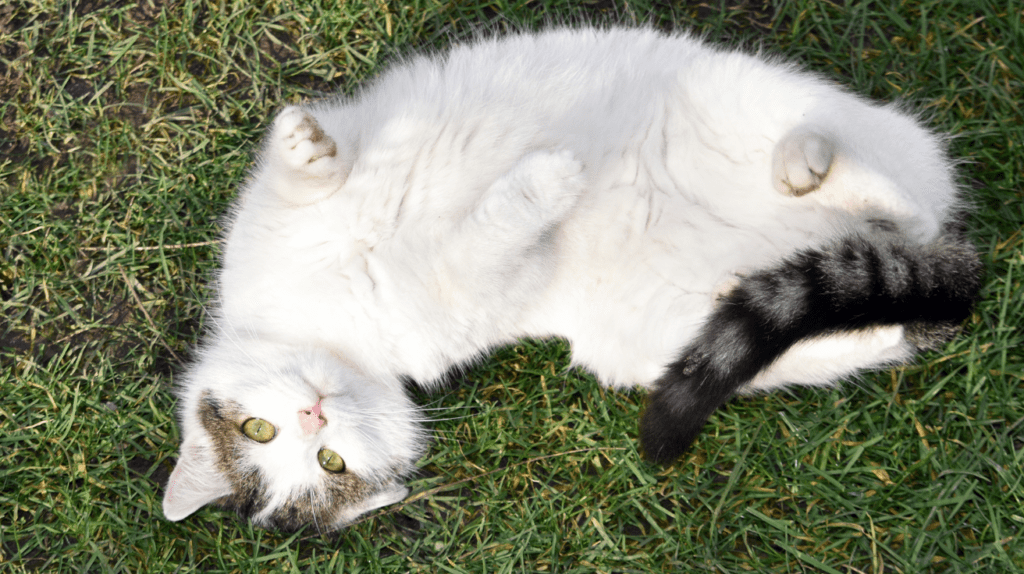 How Do Cats Show Love? 15 Affectionate Signs 8 cat showing belly