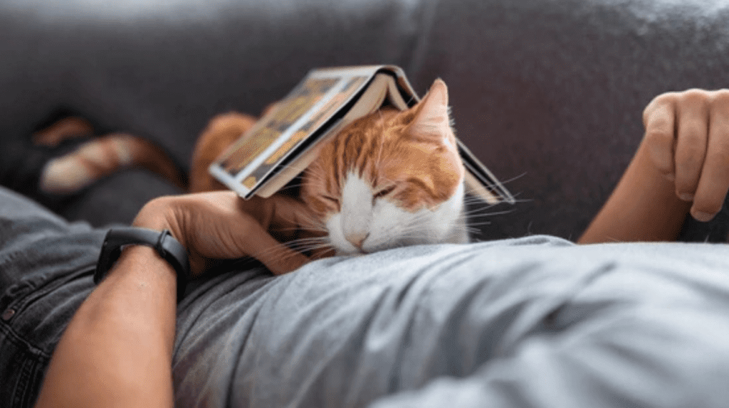 Cat Sleeping on You? Reasons, Benefits, and What It Means 3 cat sleeping by feet 1
