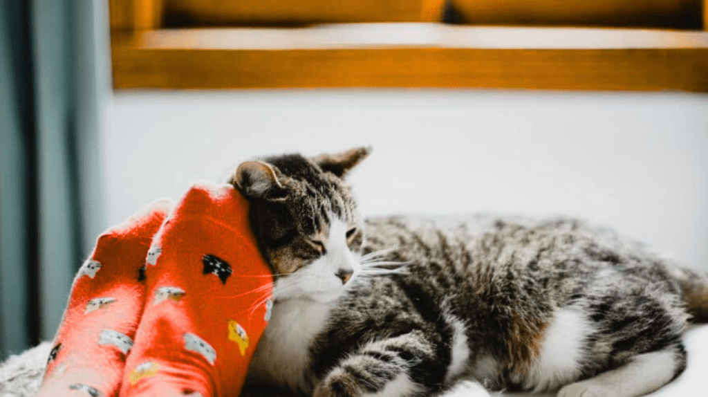 Cat Sleeping on You? Reasons, Benefits, and What It Means 2 cat sleeping by feet
