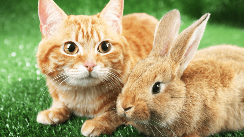 Cats & Rabbits? Can They Live Together Or Will The Cat Eat It 3 cat with rabbit