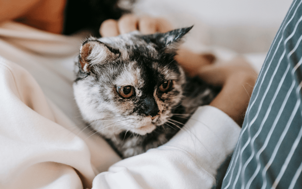 most cuddly cat breeds