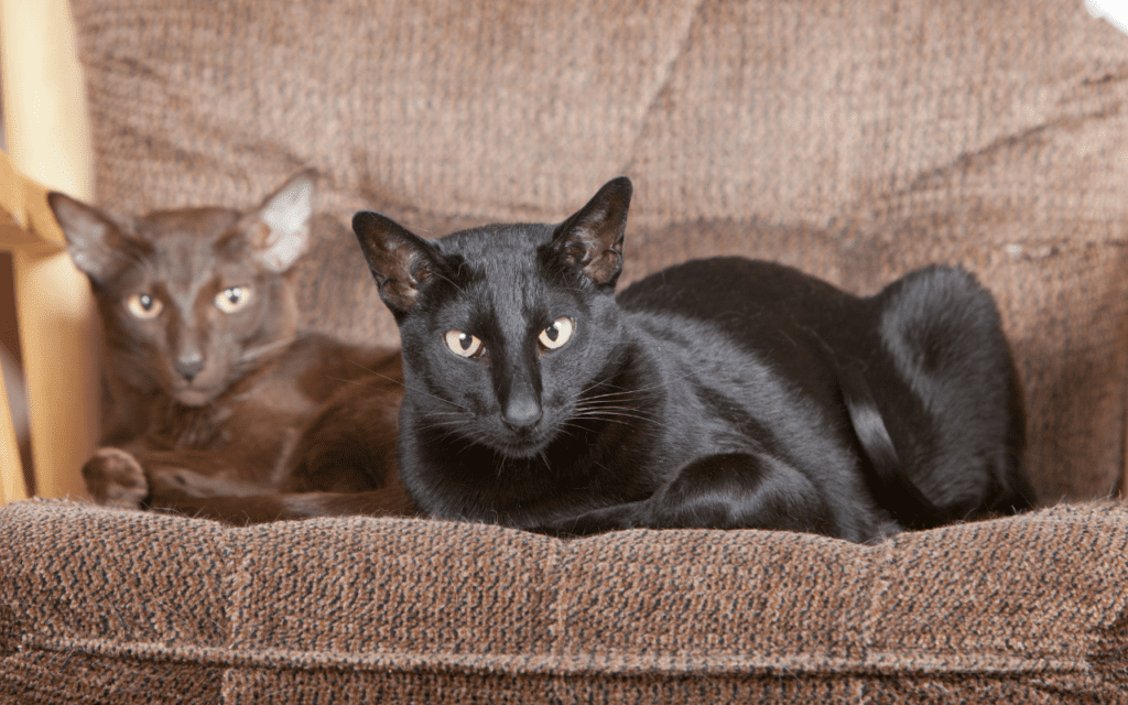 oriental shorthair cat next to a havana brown