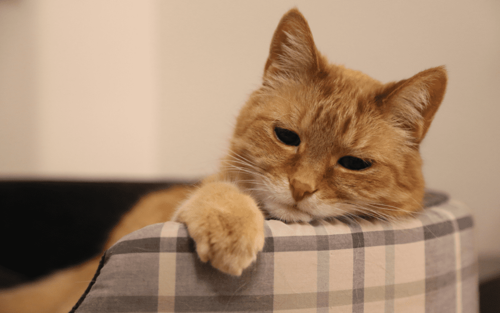The Ultimate Guide to Keeping Your Cat Hydrated: Tips for Every Situation 2 cat dehydrated with sunken eyes