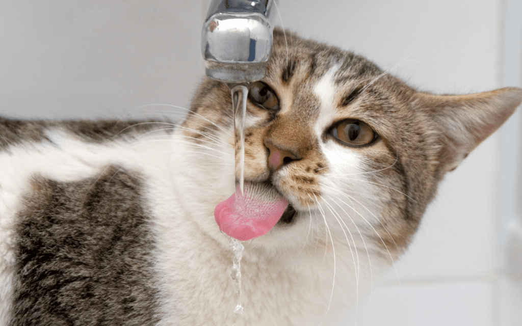 The Ultimate Guide to Keeping Your Cat Hydrated: Tips for Every Situation 1 cat drinking from a tap
