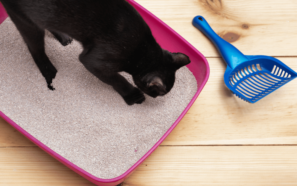 Why Has My Cat Stopped Using the Litter Tray? A Complete Troubleshooting Guide 2 fine grain cat litter