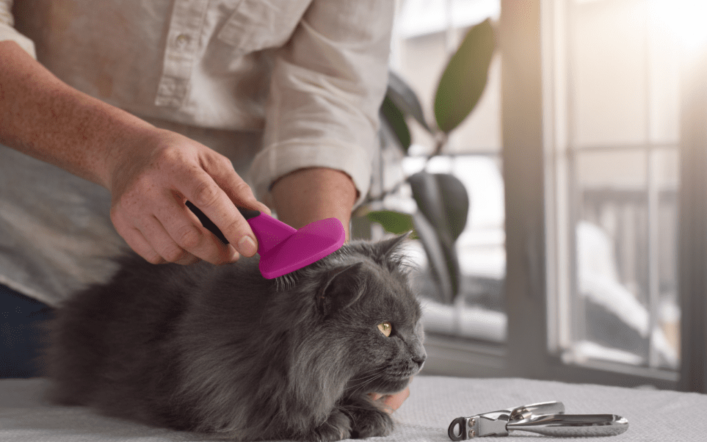 The Ultimate Guide to Keeping Your Cat Hydrated: Tips for Every Situation 3 grooming long haired cat to keep it cool