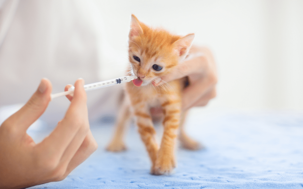 The Ultimate Guide to Keeping Your Cat Hydrated: Tips for Every Situation 5 kitten being given water syringe