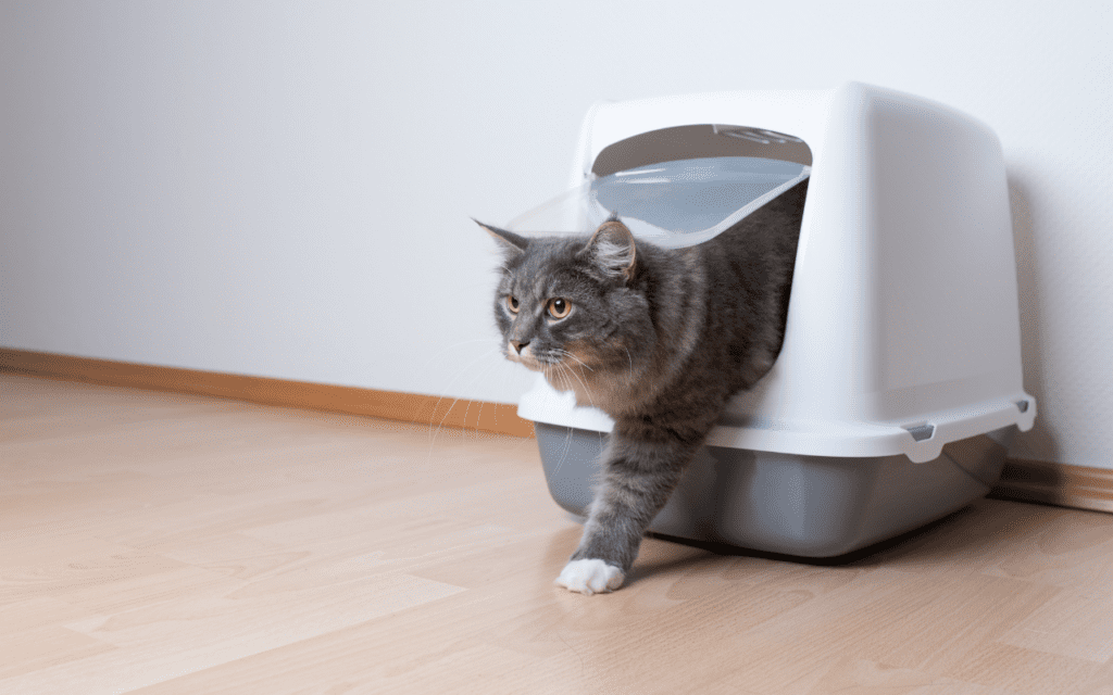 Why Has My Cat Stopped Using the Litter Tray? A Complete Troubleshooting Guide 3 large cat litter tray in quiet place