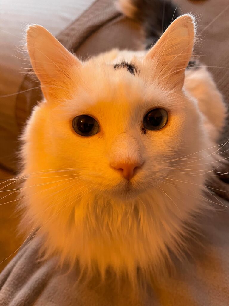Cat Mad 31 louis cat mad