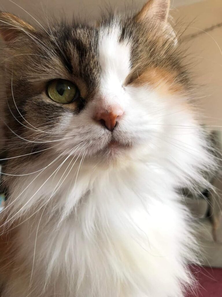 Cat Mad 32 pebbles cat mad