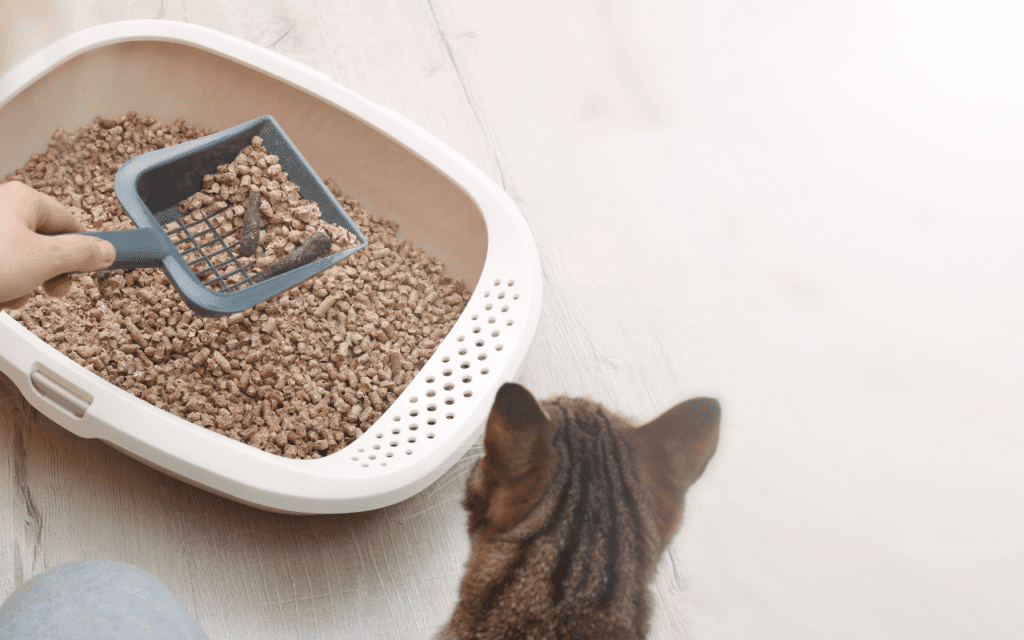 Why Has My Cat Stopped Using the Litter Tray? A Complete Troubleshooting Guide 1 scooping poop out of cat litter tray