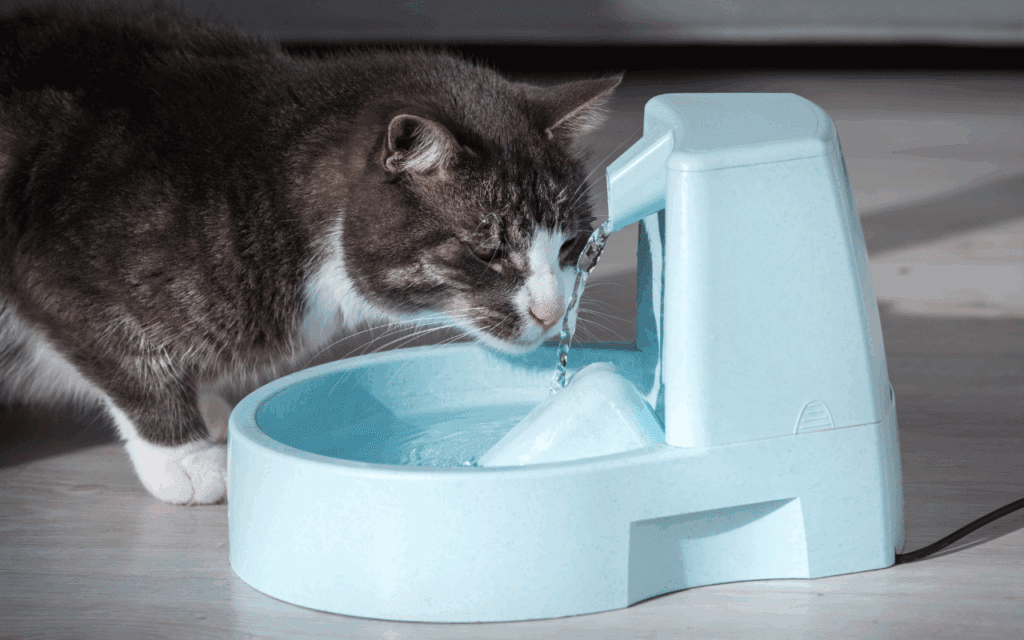 Are Cats Lactose Intolerant? Cats and Milk Explained 2 cat drinking fresh water from a water fountain