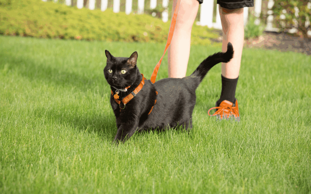 How to Make Sure Your Cat Comes Home 1 cat on leash in garden