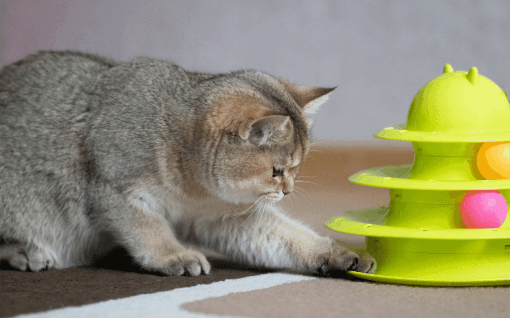 Do Cats Get Bored? Signs, Causes, and How to Help 1 cat playing with toy