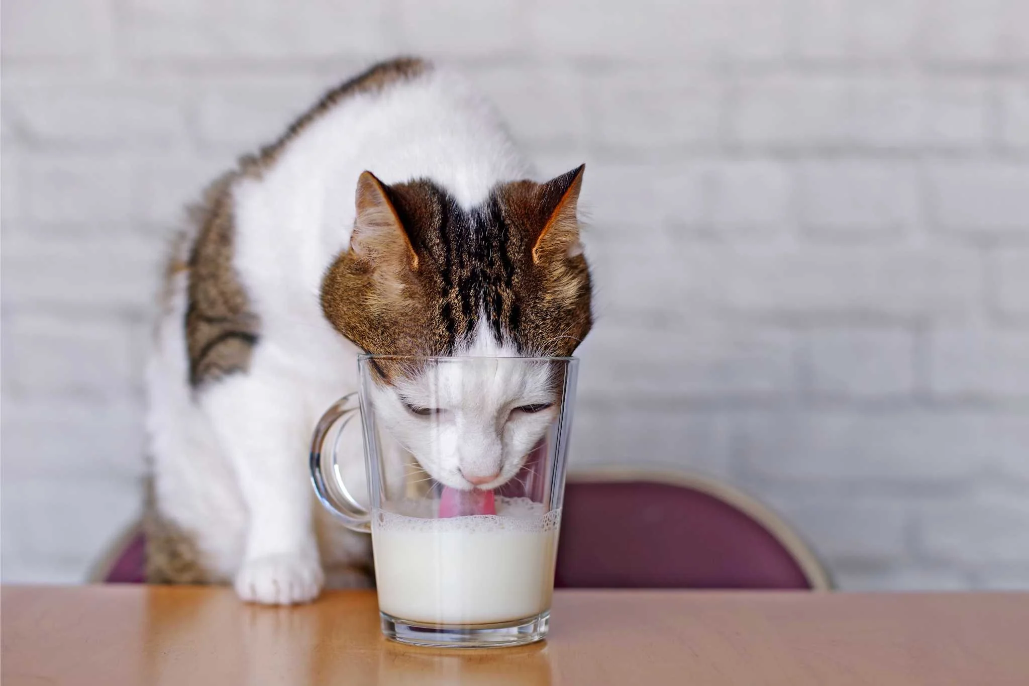 Famous Cat Myths 4 Untitled design