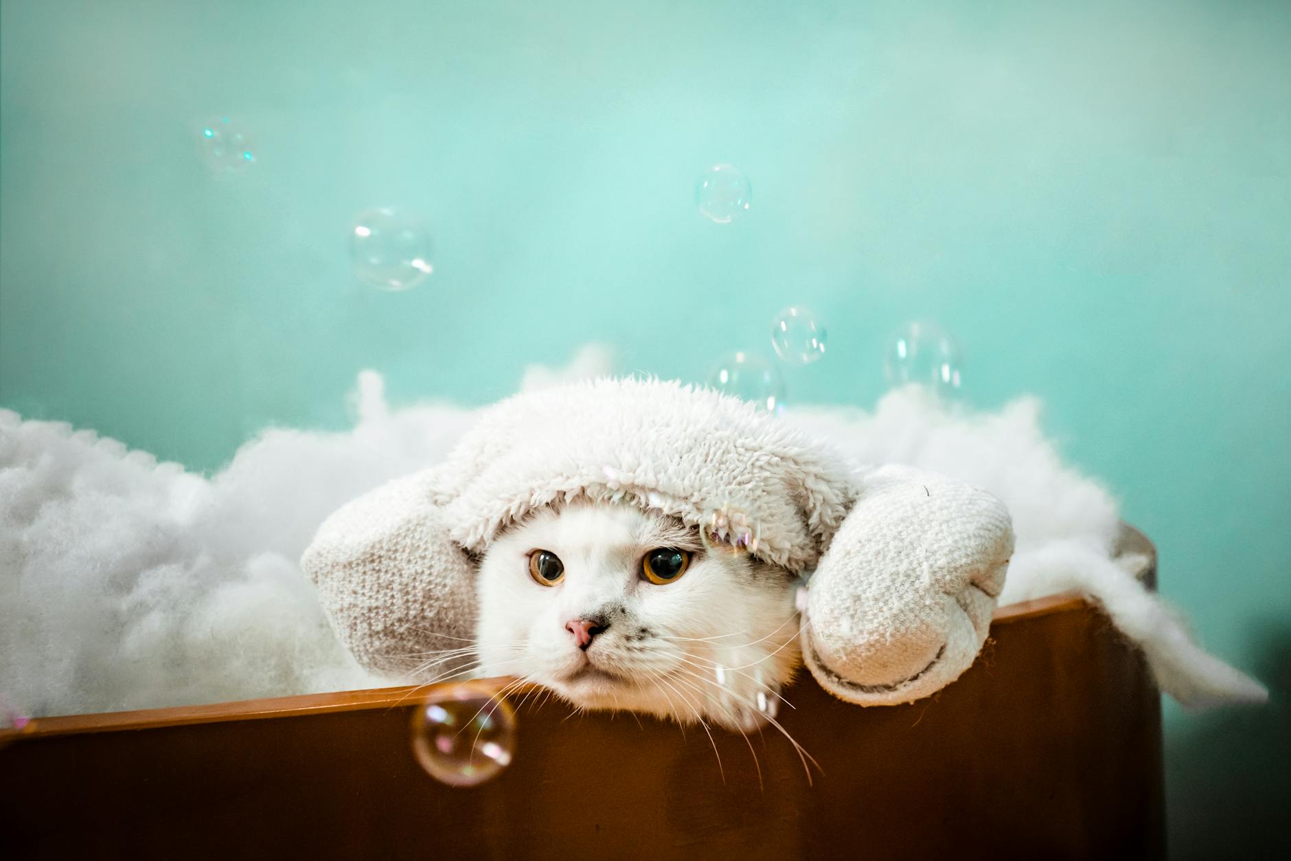 Famous Cat Myths 3 cute white cat in pet bath with foam