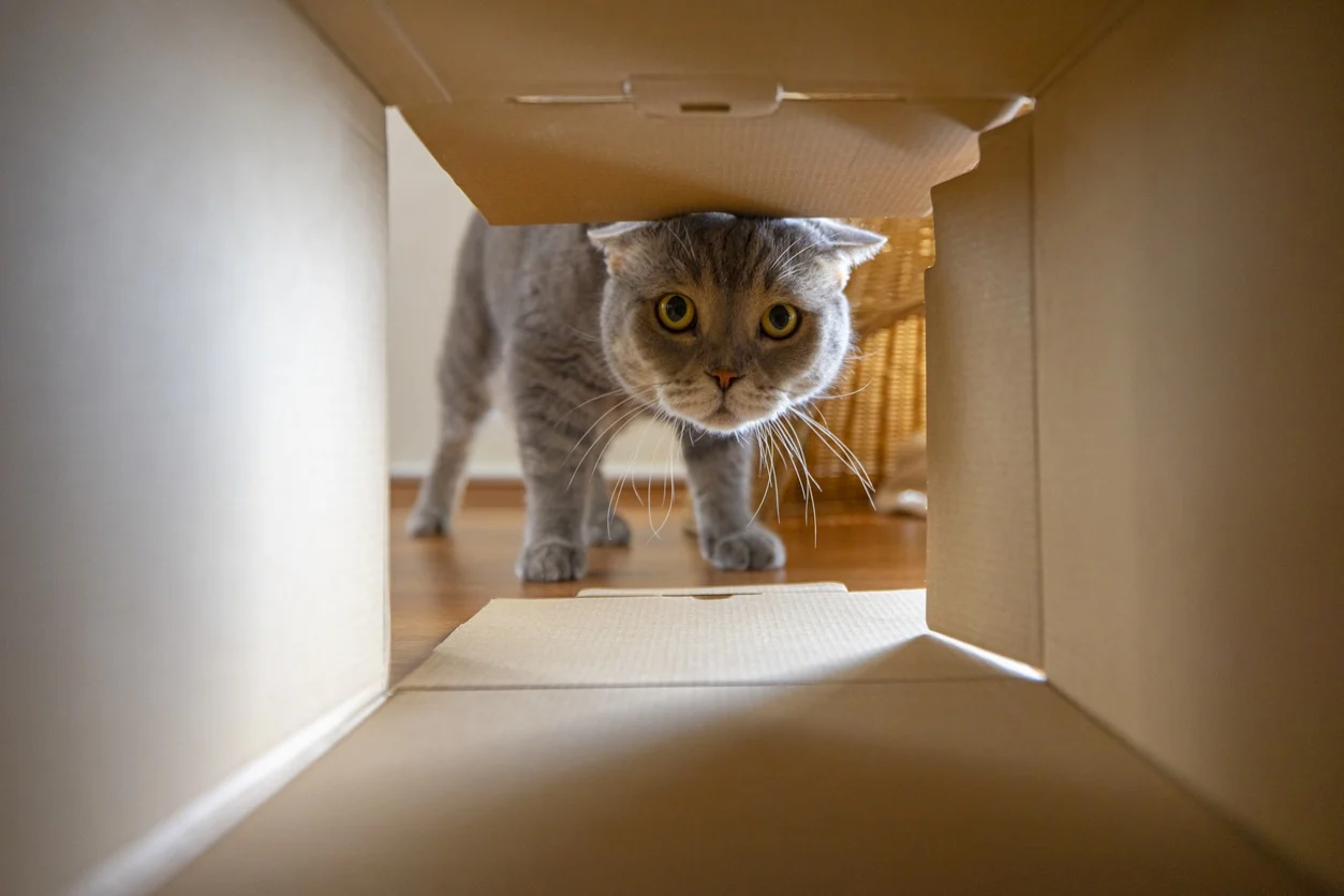 Famous Cat Myths 1 curious cat looking in a