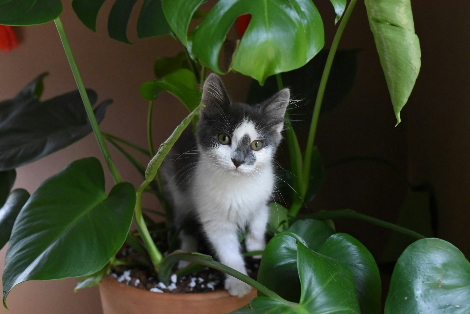 cat peeing in plant