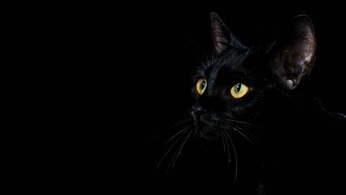 Famous Cat Myths 2 portrait of a black domestic pedigree cat felis catus photo