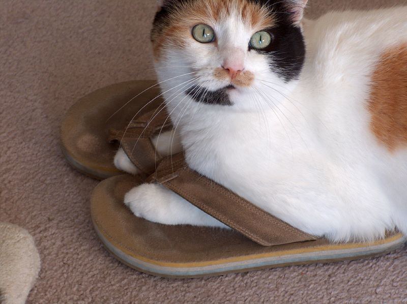 cat slippers
