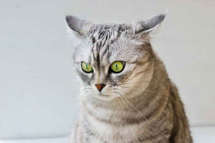 Why Do Cats Flatten Their Ears? 2 cat with flat ears