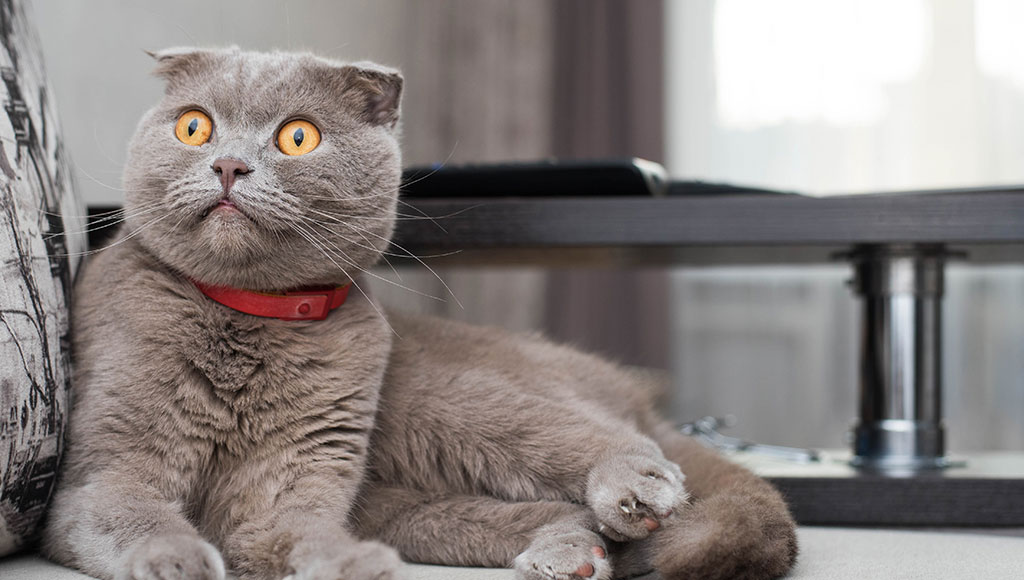 Why Do Cats Flatten Their Ears? 1 british blue cat with flat ears