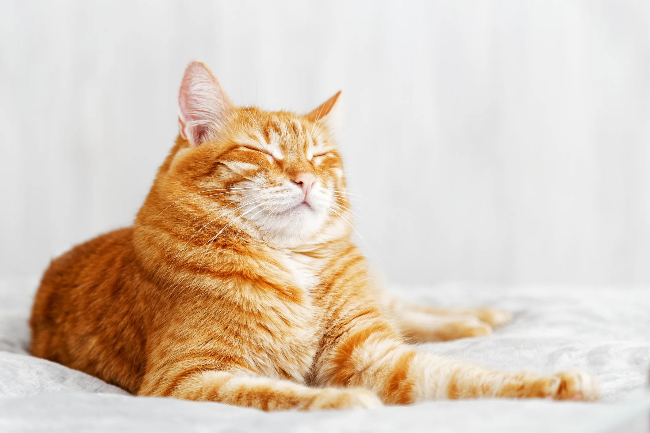 cat slow blinking