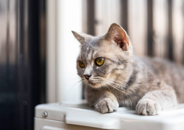 Why Do Cats Flatten Their Ears? 3 cats ears facing forward