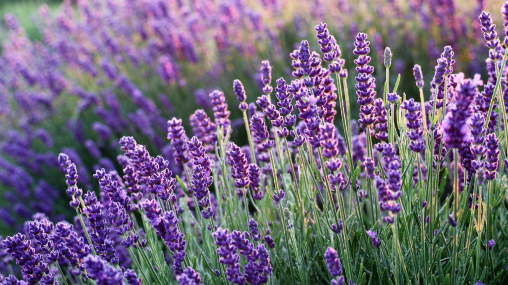 lavender