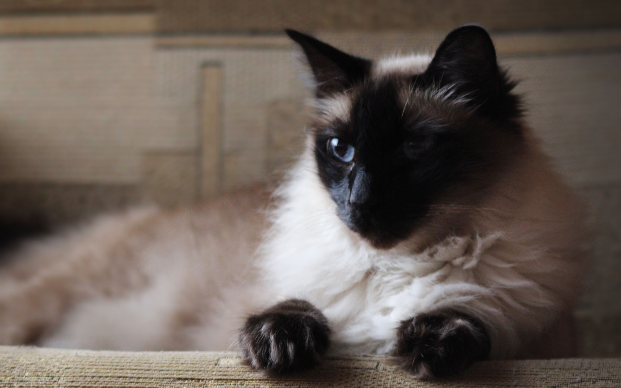 Balinese Cat Appearance