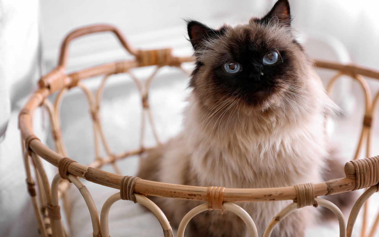 Balinese Cat playful indoors