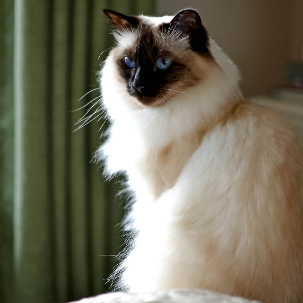 Balinese Cat