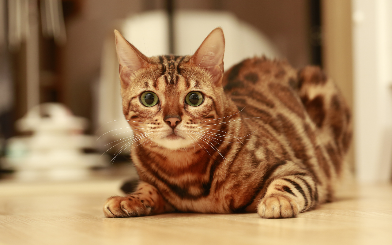 Bengal Cat Coat