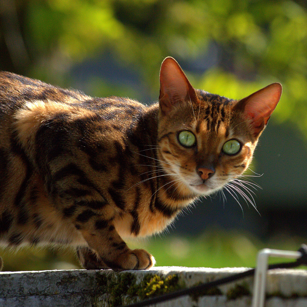 Bengal Cat outside