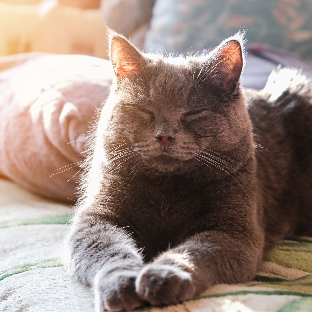Chartreux cat in sun