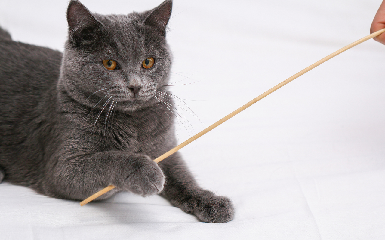 Chartreux cat playing