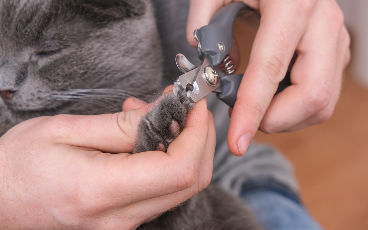 Chartreux grooming