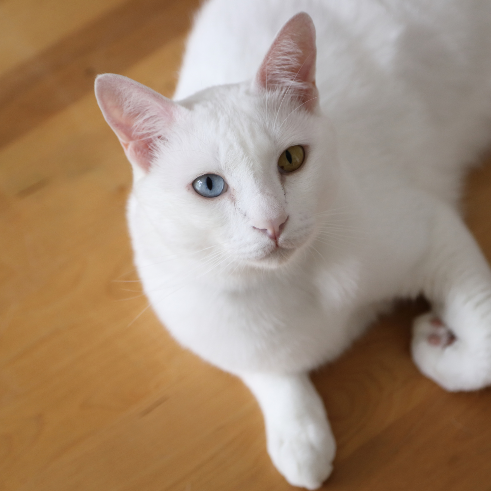 Khao Manee cat cat lying down