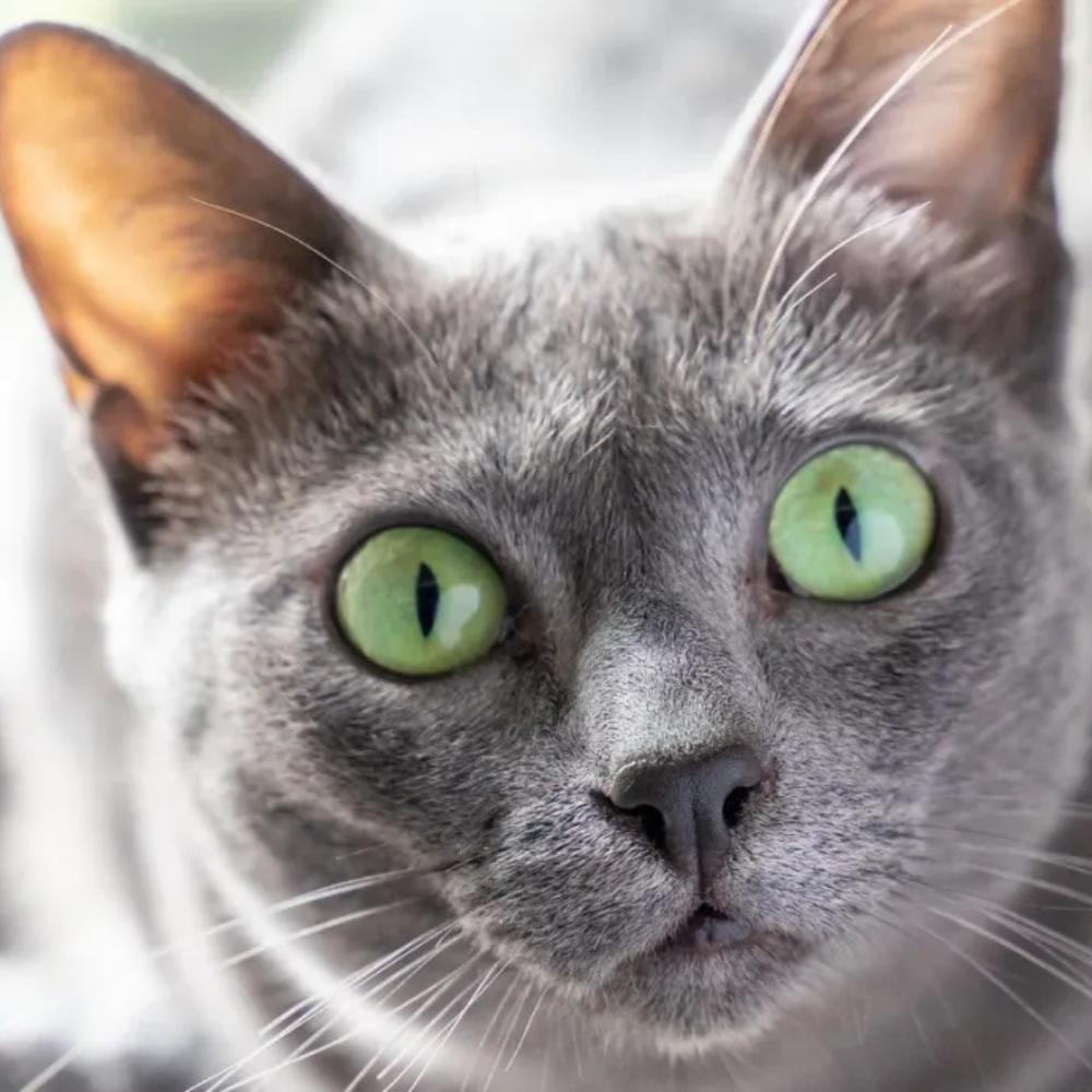 Korat Cat close up green eyes