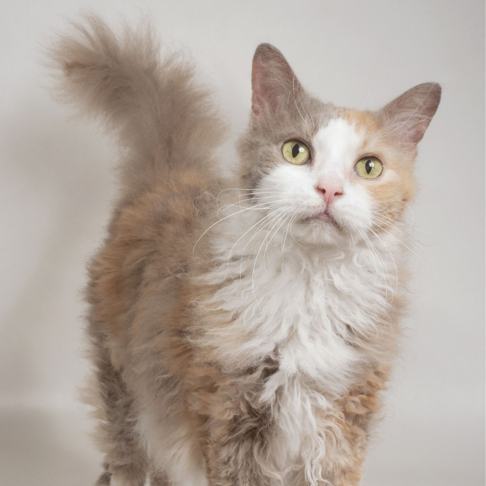 LaPerm Cat Breed